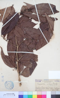 Specimen thumbnail
